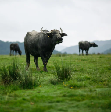 Screenshot 2025-06-30 115420