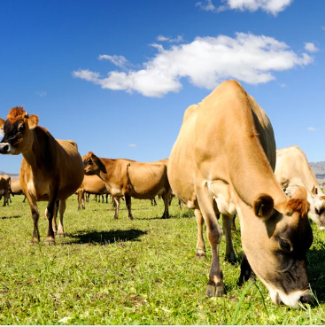 Screenshot 2025-06-30 115736