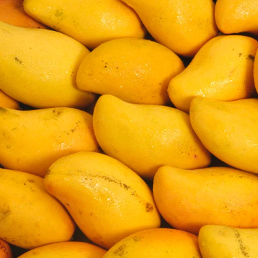 Mango (आंबा)(Just Started )