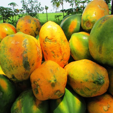 Papaya (पपई)(Just Started )