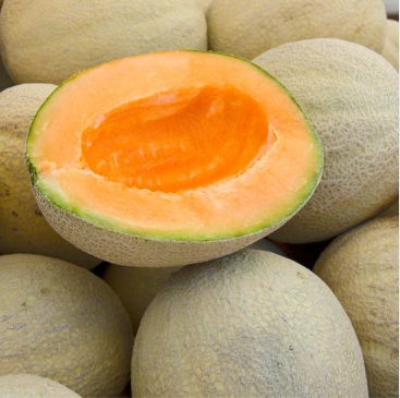 Muskmelon (खरबूज)(Just Started )