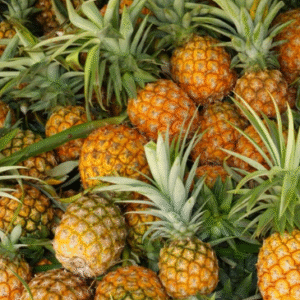 Pineapple (अननस)(Just Started )