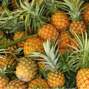 Pineapple (अननस)(Just Started )