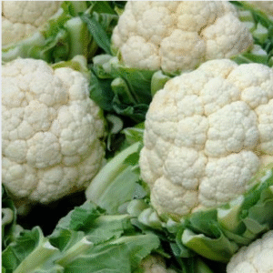 Cauliflower(फुलकोबी)(Just Started )