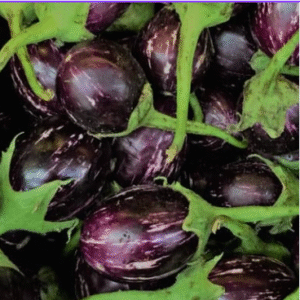 Brinjal (वांगी) (Just Started )
