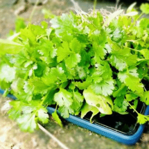 Coriander(कोथिंबीर)(Just Started)