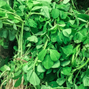 Fenugreek(मेथी)(Just Started )