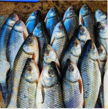 Screenshot 2025-07-18 115710