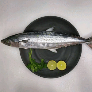 Surmai (Kingfish)(Just Started )