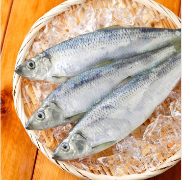 Bangda (Mackerel)(Just Started )