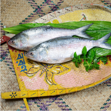 Hilsa (Ilish)(Just Started )